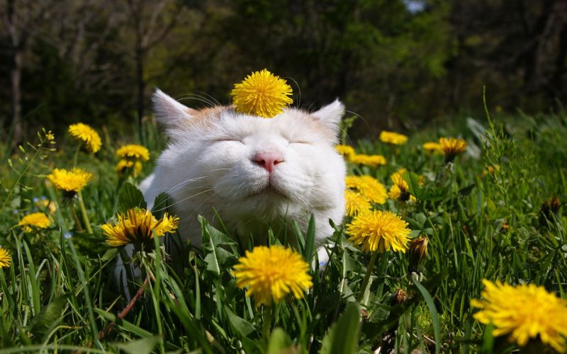 Белый довольный кот лежит в поле с одуванчиками