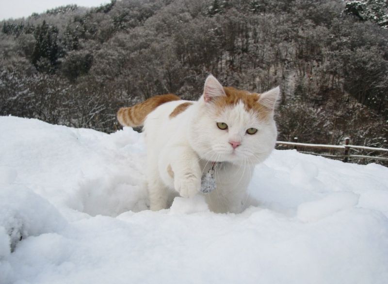 Белый кот с рыжими пятнами крадется сквозь снег