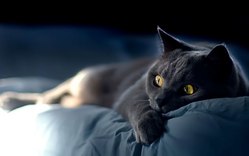 Британский испуганый кот лежит на синем одеяле