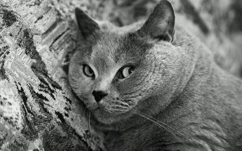 Черно-белая фотография морды британского кота
