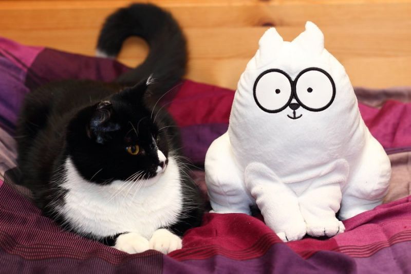 Черно-белый кот отдыхает около мягкой игрушки кот Саймона