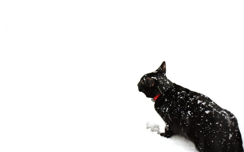 Черный кот с красным ошейником гуляет по снегу
