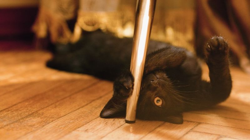 Черный котенок лежит на полу и играет с ножкой стула