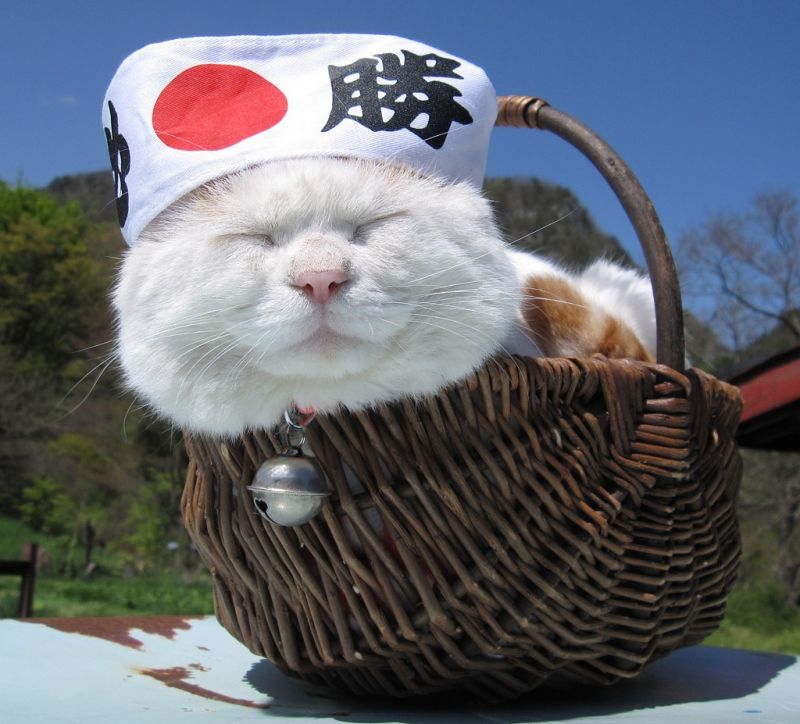 Довольный кот спит в корзинке в японской шапочке