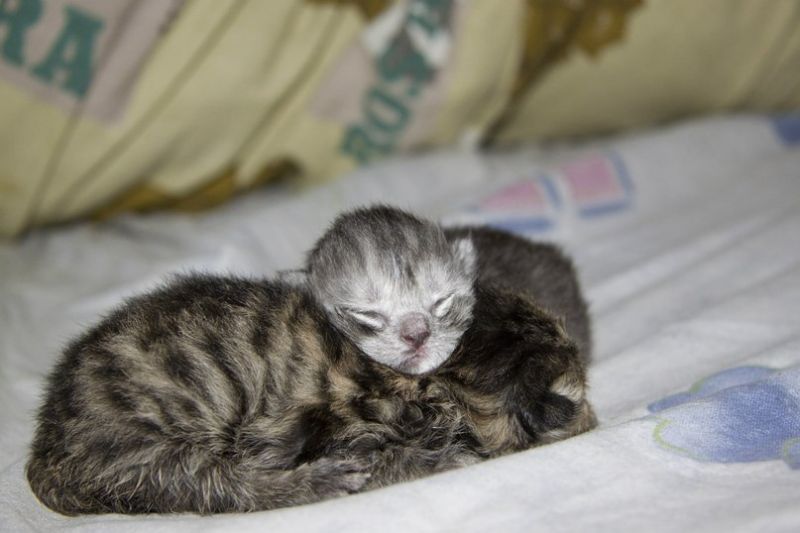 Два новорожденных котенка мило спят на кровати