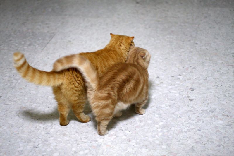 Два рыжих коты мило идут рядом