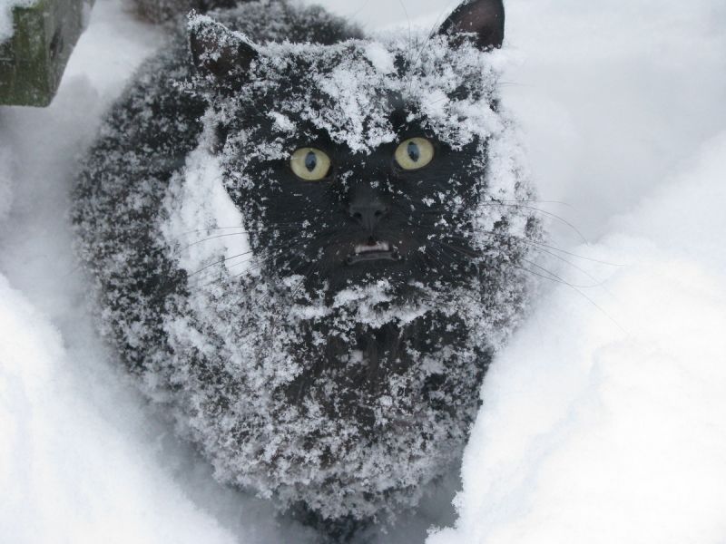 Испуганый черный кот, облепленый снегом