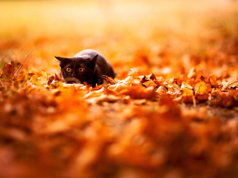 Испуганый кот лежит среди осенних листьев