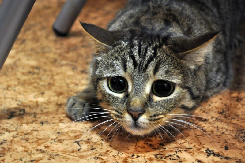 Испуганый полосатый кот с большими глазами