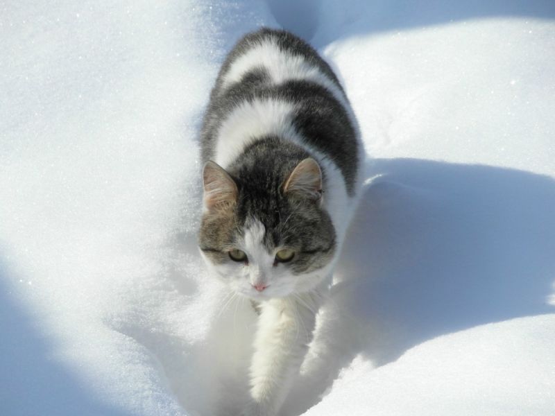 Короткошерстный кот гуляет по тропинке в снегу
