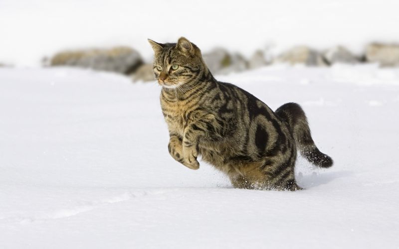Короткошерстный кот прыгает по снегу