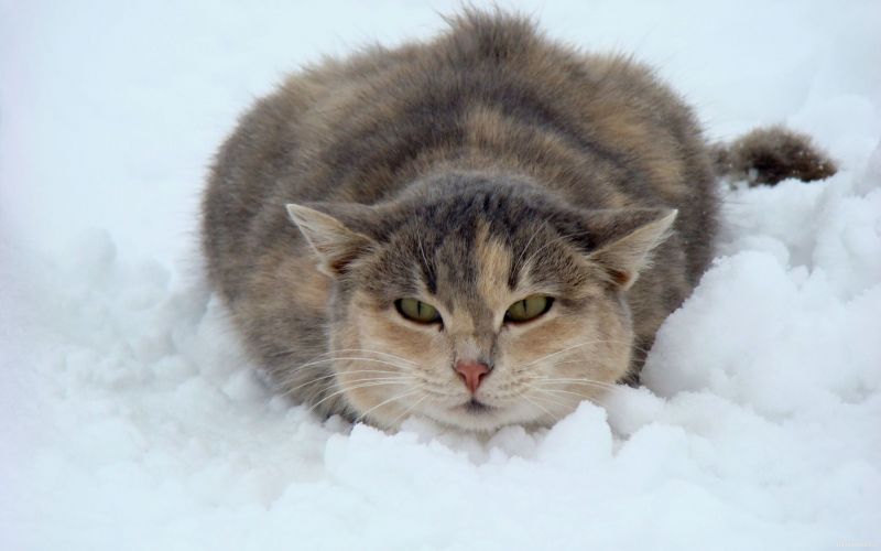 Кошка лежит в снегу прижав уши