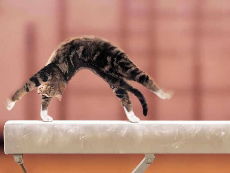 Кот-гимнаст на бревне