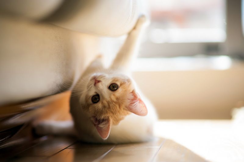 Котенок играется под кожаным диваном