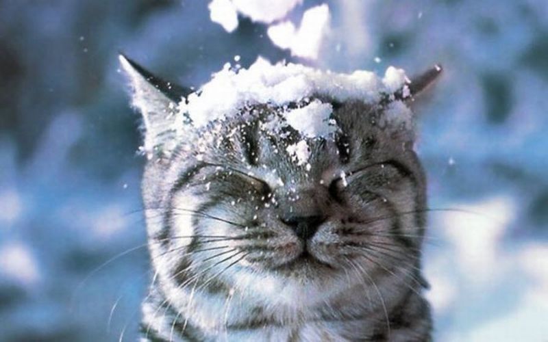 Коту из рекламы вискас на голову падает снег