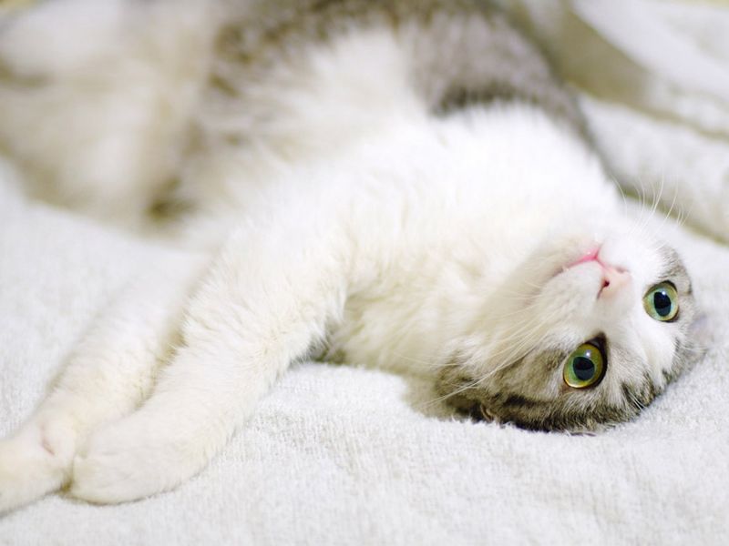 Милая короткошерстная кошечна лежит на белом одеяле
