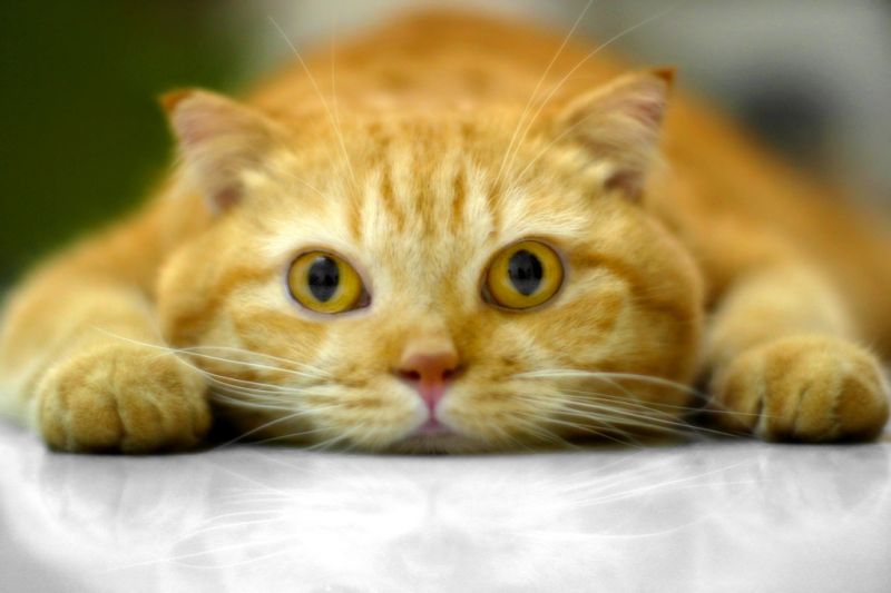 Морда большого рыжего кота, лежащего на полу