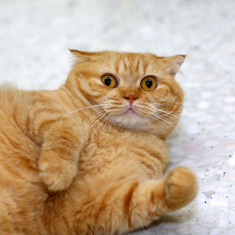 Очень удивленный рыжий кот с медными глазами