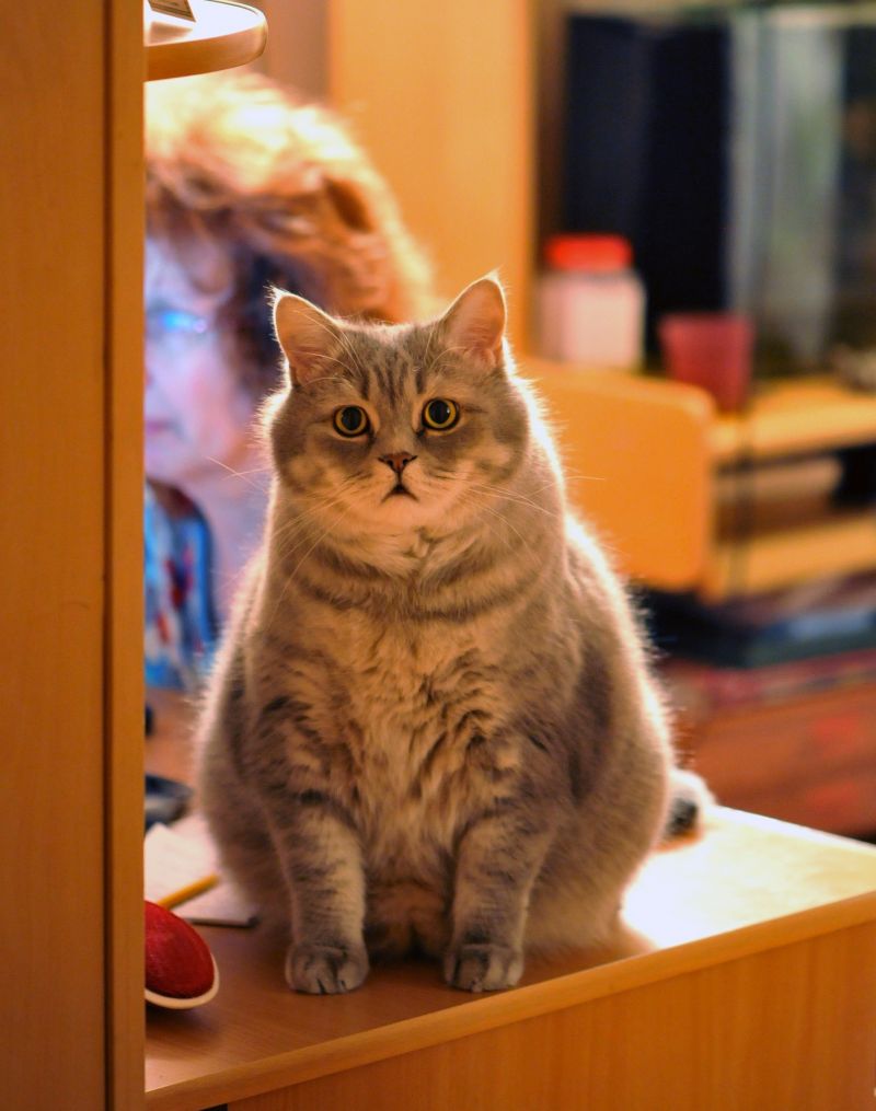 Очень удивленный толстый серый кот с открытым ртом