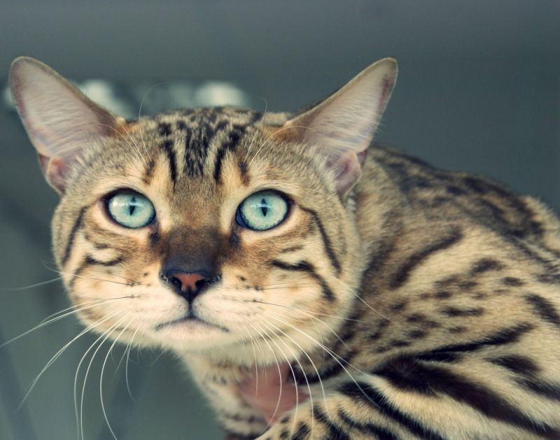 Плоскомордый пятнистый кот с удивленной мордой и светло-голубыми глазами