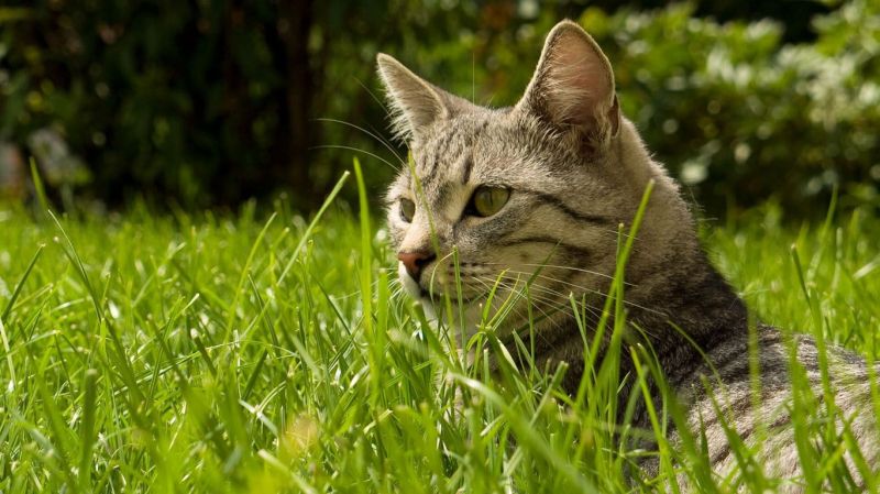 Полосатый кот прогуливается в высокой траве