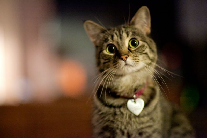 Полосатый кот с мелальоном-сердечком