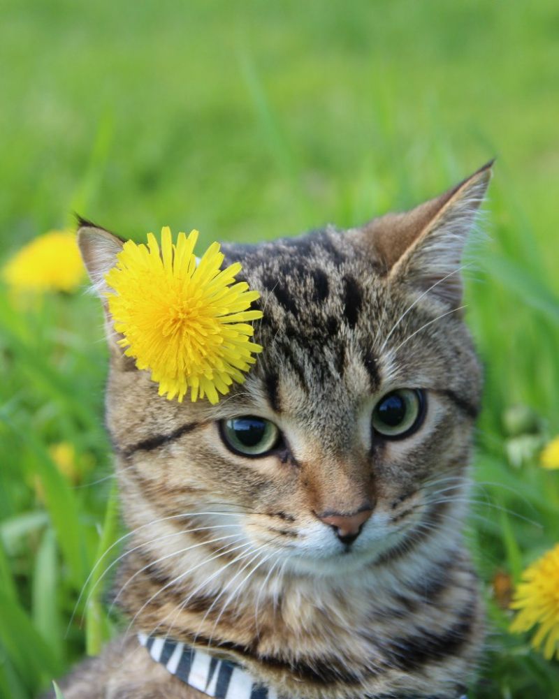 Полосатый котенок с одуванчиком за ухом