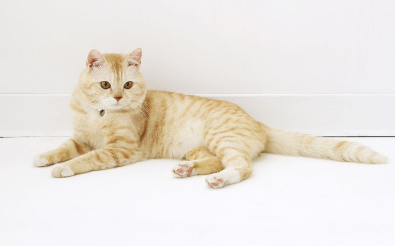 Полосатый рыжий кот лежит около белой стены