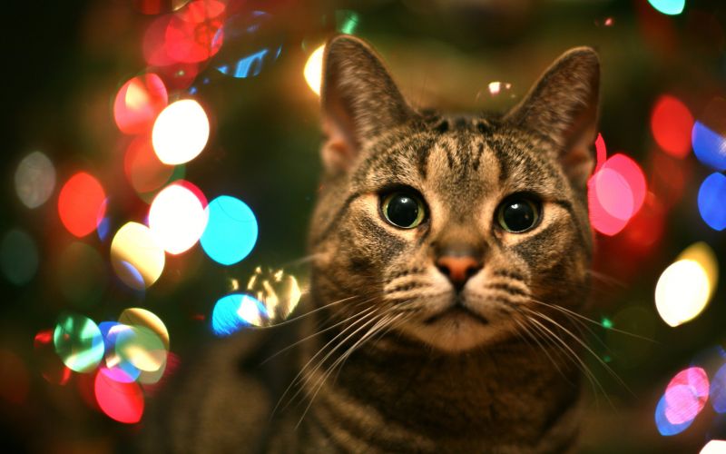 Полосатый зеленоглазый кот в новогодних огнях