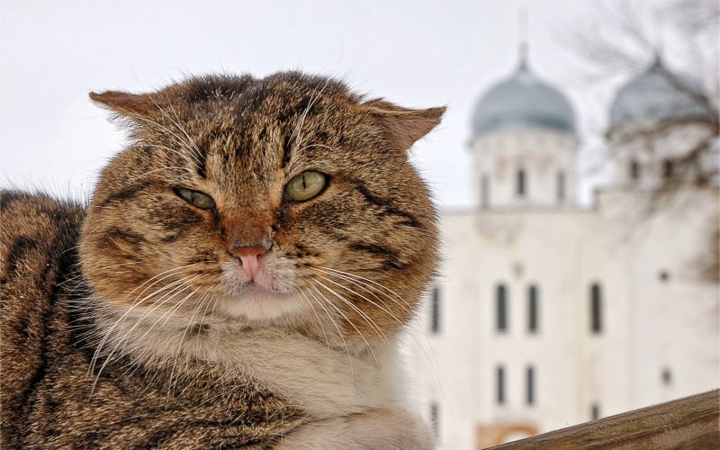 Русский полосатый кот щурится на фоне церкви