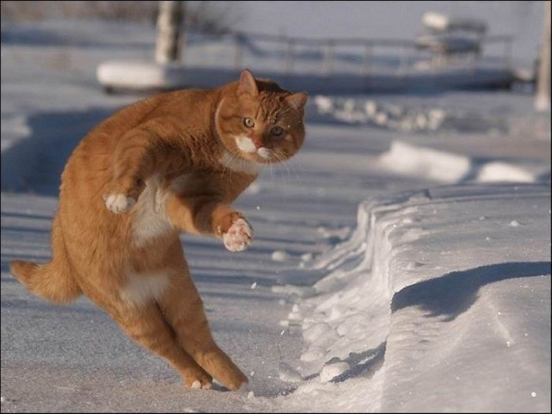 Рыжий кот прыгает боком на заснеженной тропинке