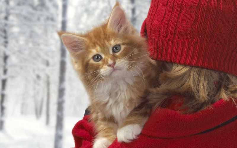 Рыжий котенок на плечах у девушки в красной шапочке