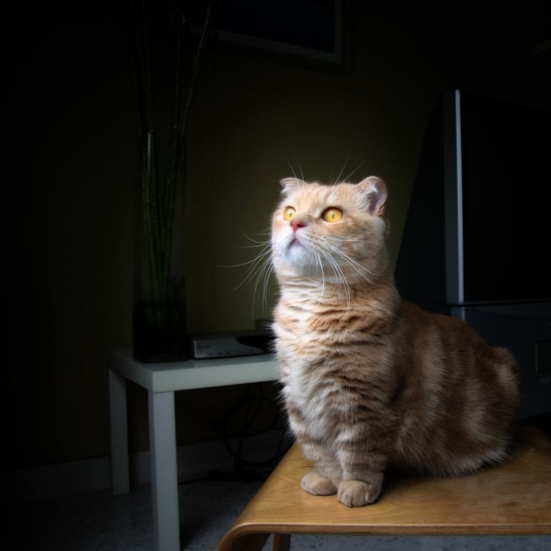 Рыжий полосатый коротколапый кот задумчиво куда-то смотрит