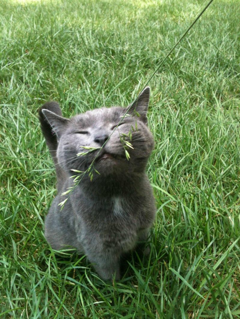 Счастливый серый британский кот нюхает травинку