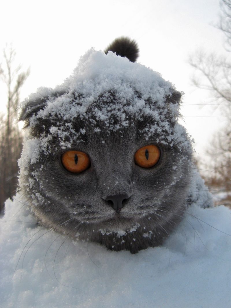 Серый британский кот закопался в снег