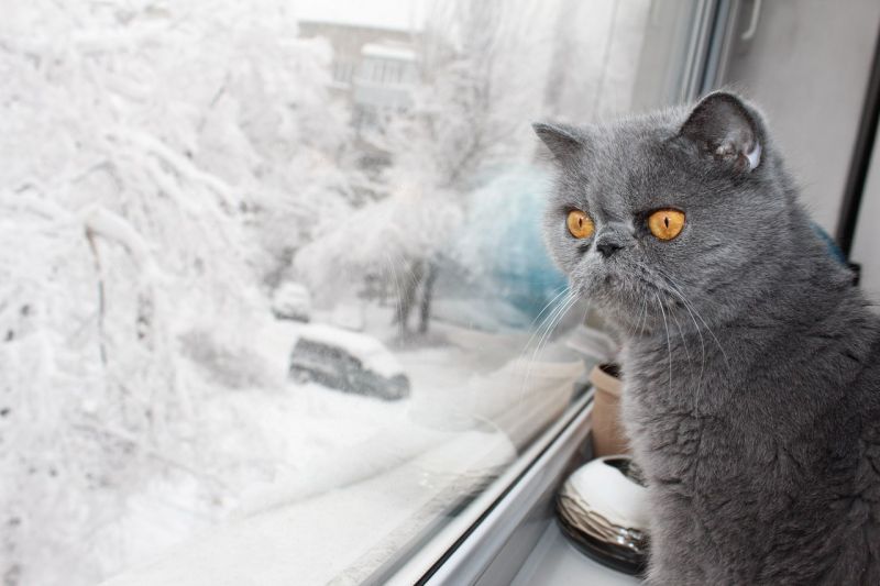 Серый плоскомордый кот глядит на зимнюю улицу