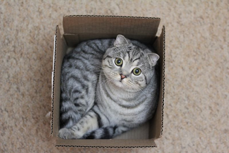 Серый шотландский кот залез в коробку