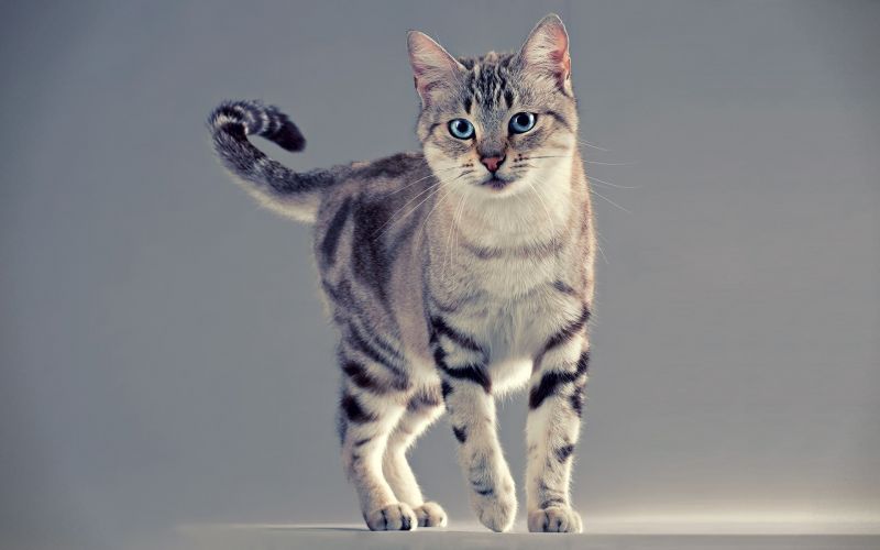 Шикарный полосатый кот с голубыми глазами