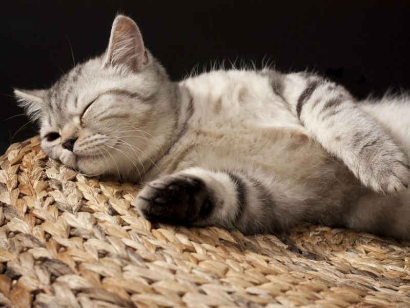 Шотландский котенок спит на плетеном коврике