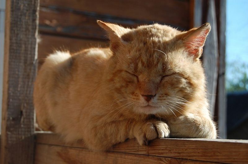Старый рыжий кот спит на веранде
