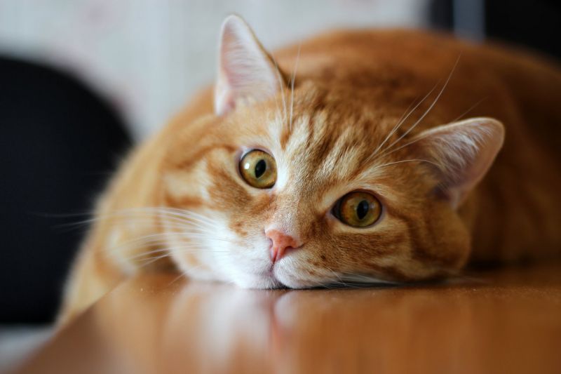 Толстый рыжий кот лежит на столе свесив лапу