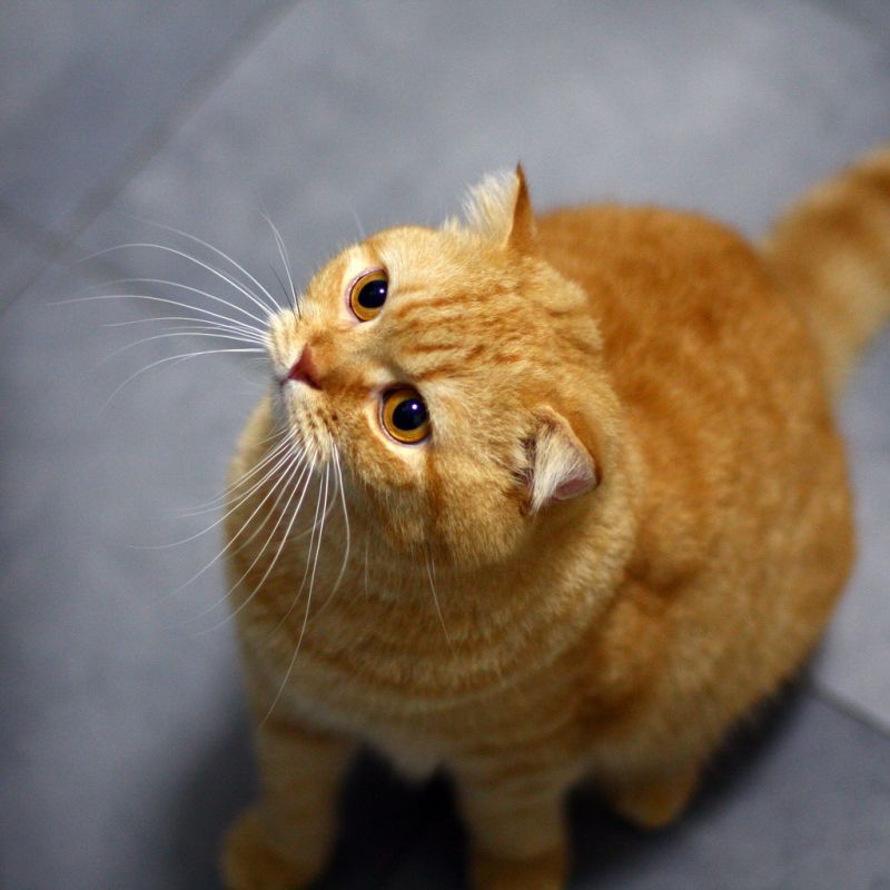 Толстый рыжий кот с надеждой смотрит вверх