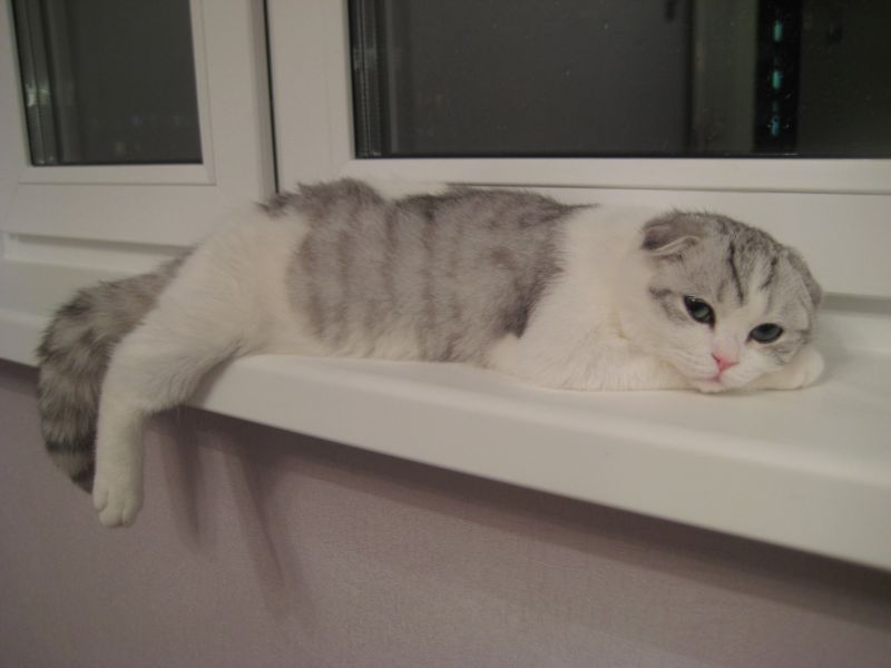 Вислоухий грустный кот лежит на подоконнике