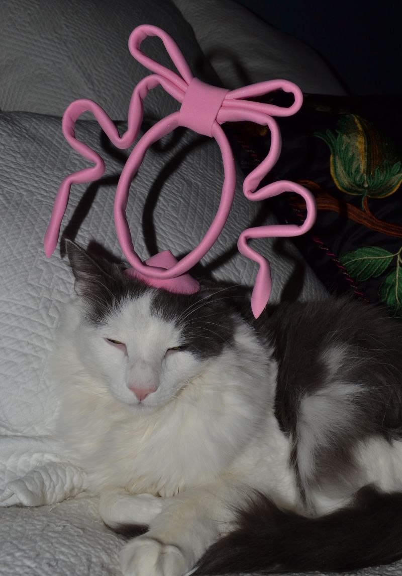Кошка с большим розовым бантом на голове