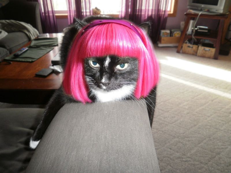 Кошка с розовым париком