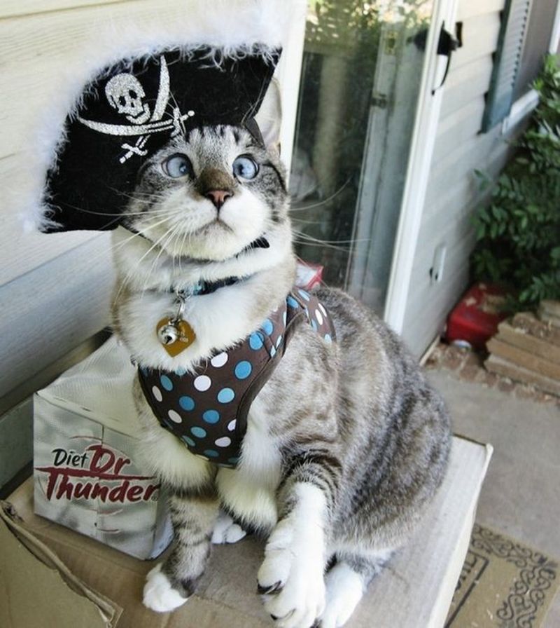Косой кот в костюме пирата