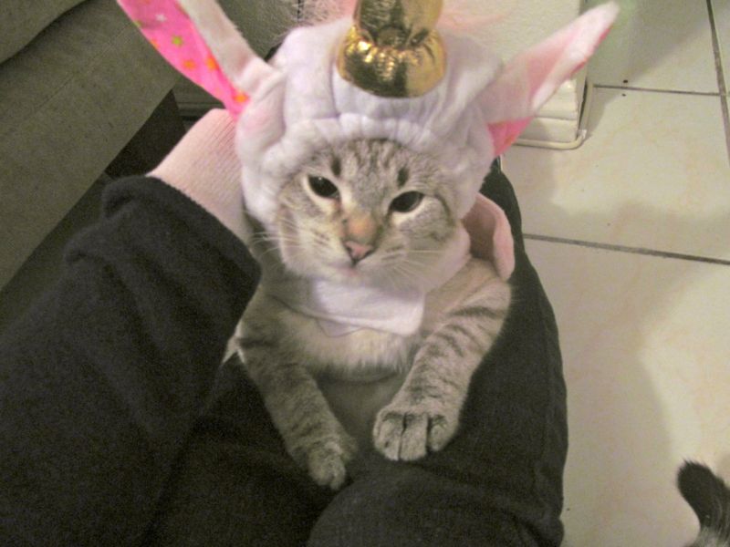 Кот в шапке с ушами