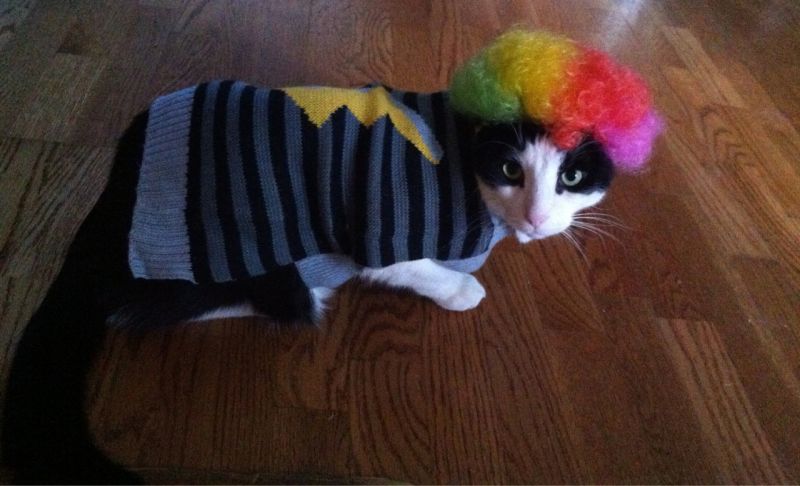 Кот в цветном парике и полосатом свитере