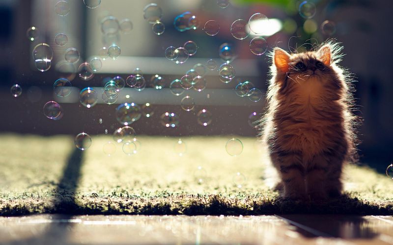 Котёнок и мыльные пузыри