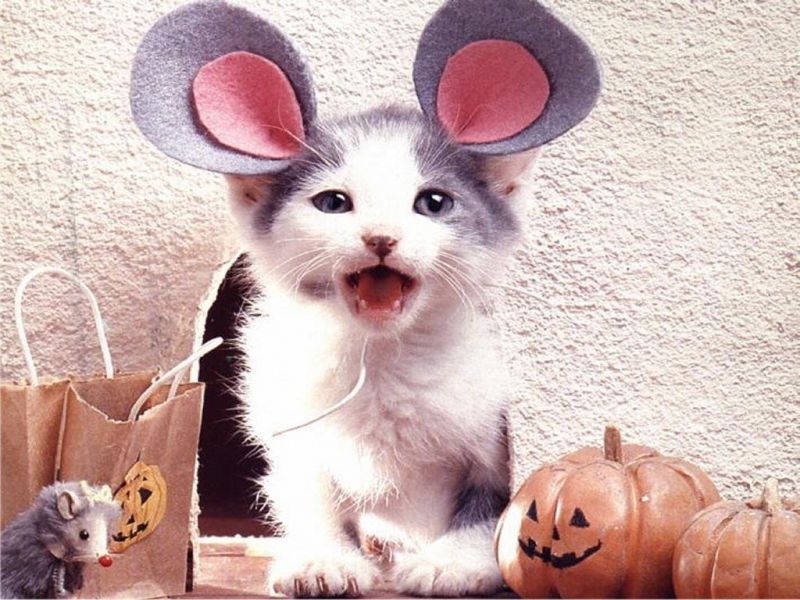Котёнок с мышиными ушками